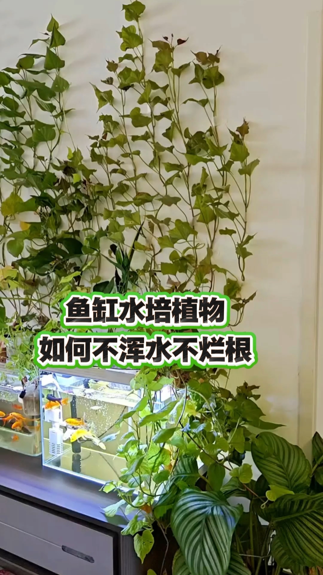 鱼缸水培植物如何不浑水不烂根#养鱼新手必看# #养鱼养心# #鱼缸布置灵感#