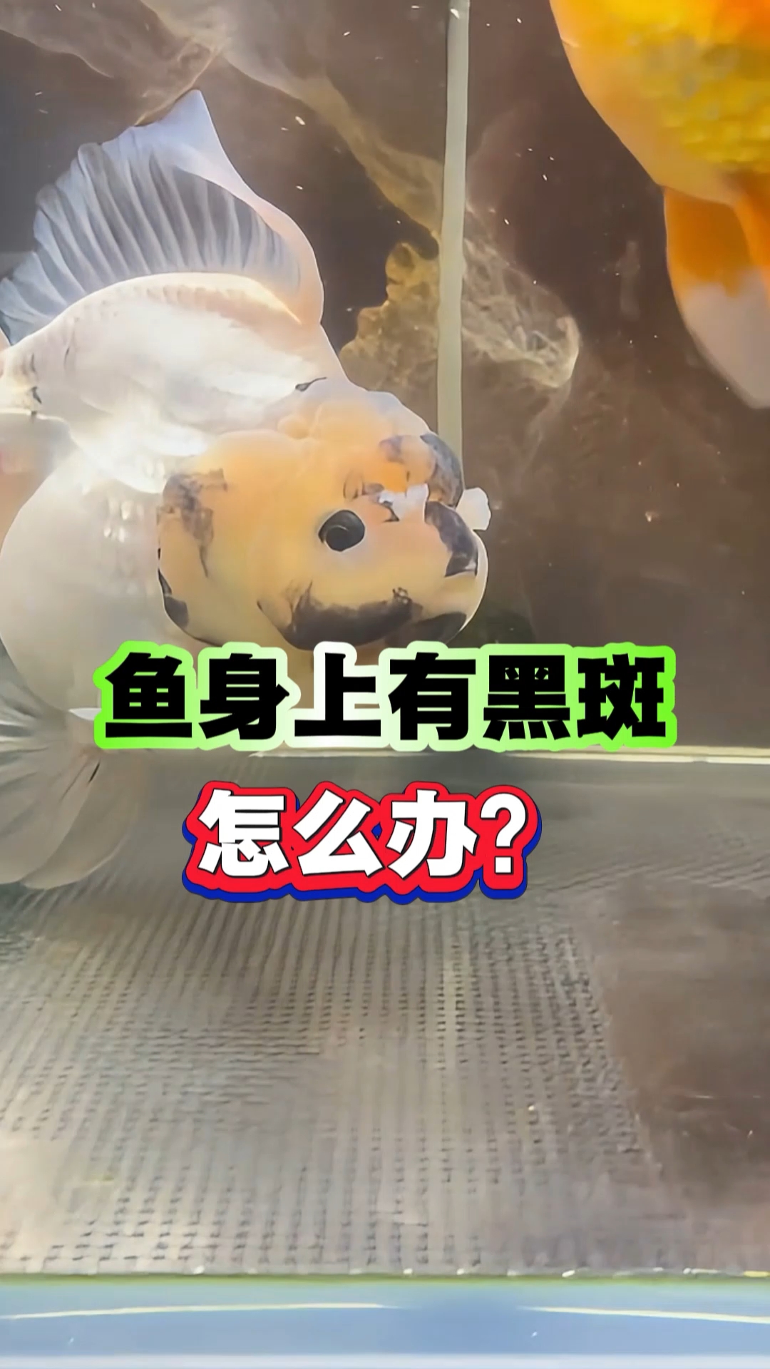 鱼身上有黑斑怎么办#新手养鱼#  #养鱼# #养鱼日记# #养鱼经验分享# #养鱼人日常#