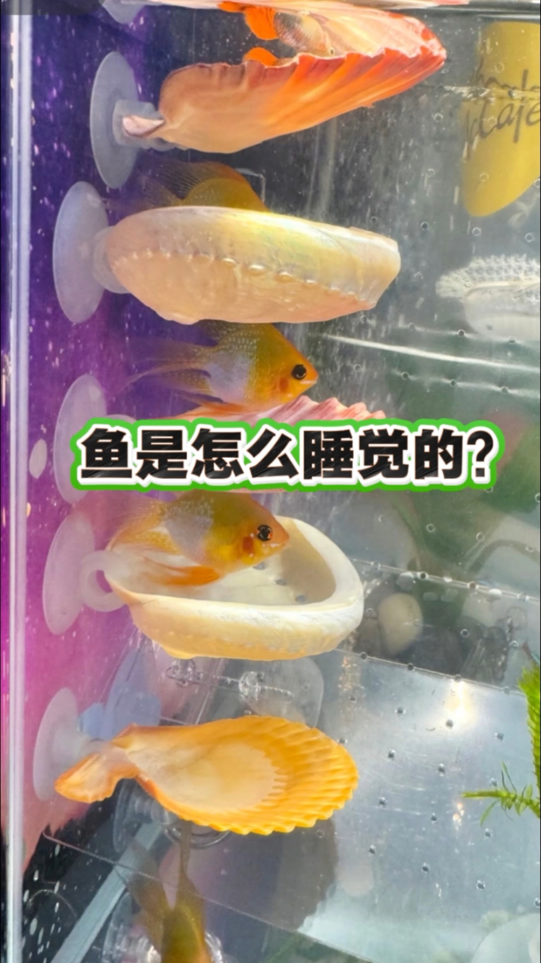 鱼是怎么睡觉的?可别把它当成生病啦 #养鱼小知识# #养鱼# #养鱼日记# #新手养鱼#