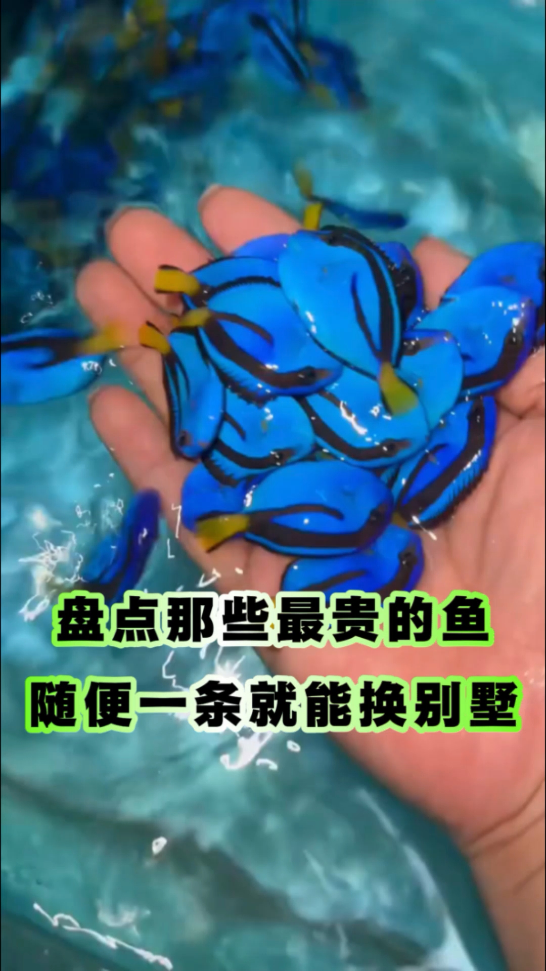 盘点那些最贵的鱼,随便一条就能换套别墅#养鱼日记# #养鱼# ##涨知识#