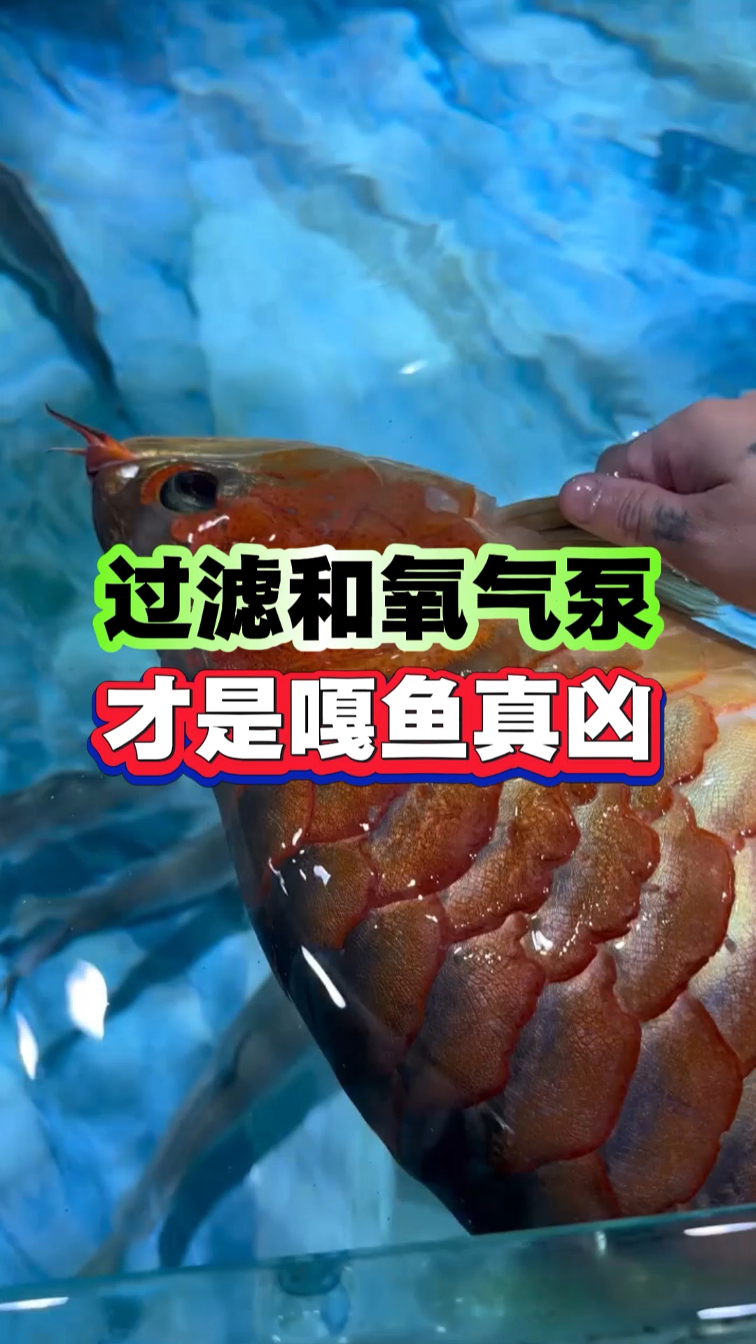 过滤和氧气泵才是嘎鱼真凶#新手养鱼# #养鱼知识# #养鱼#  #鱼缸# #新手养鱼避坑#