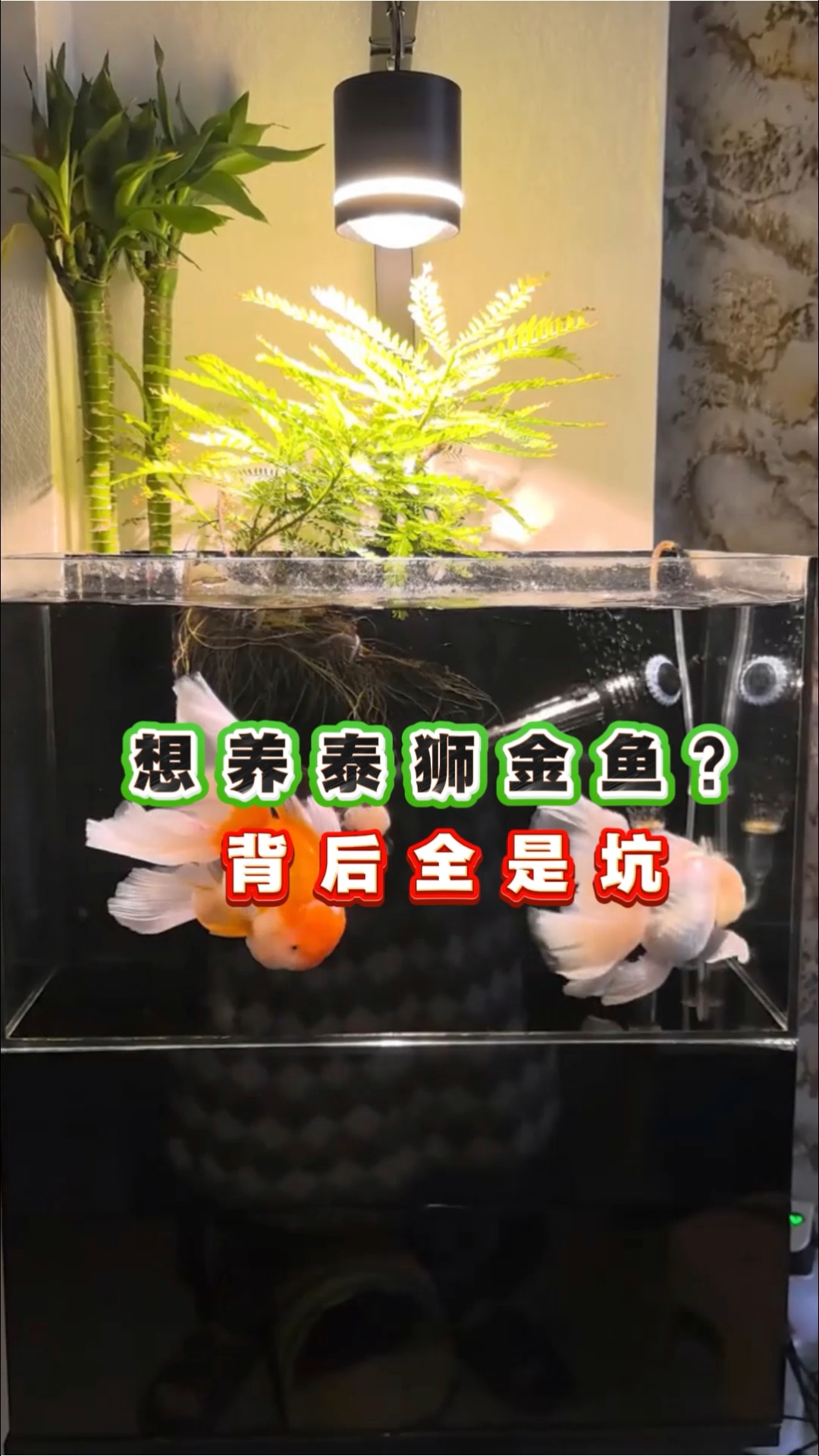 泰狮金鱼养殖的几大注意事项#养鱼知识# #新手养鱼# #养鱼# #养鱼日常# #养鱼日记#