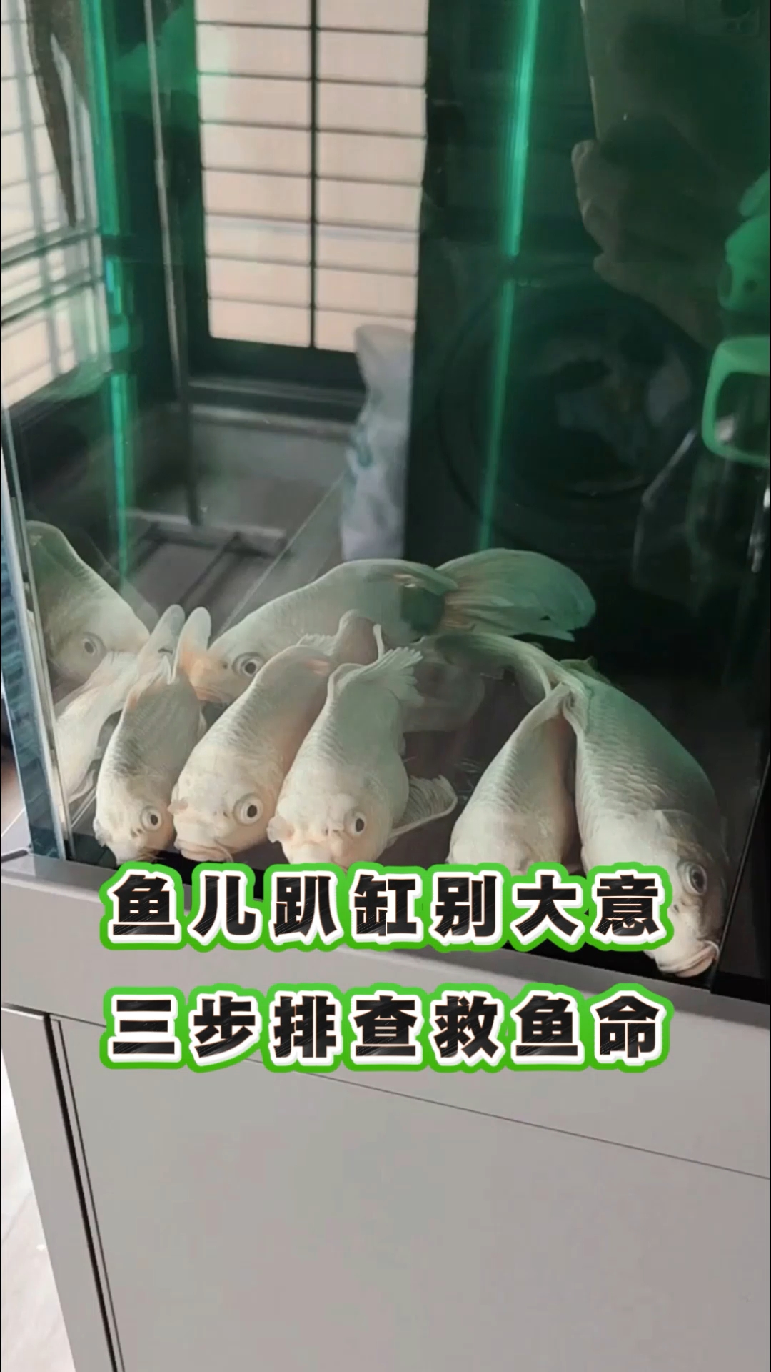 鱼儿趴缸别大意，三步排查救鱼命 #养鱼日记##养鱼小妙招##养鱼新手必看# #养鱼小知识#