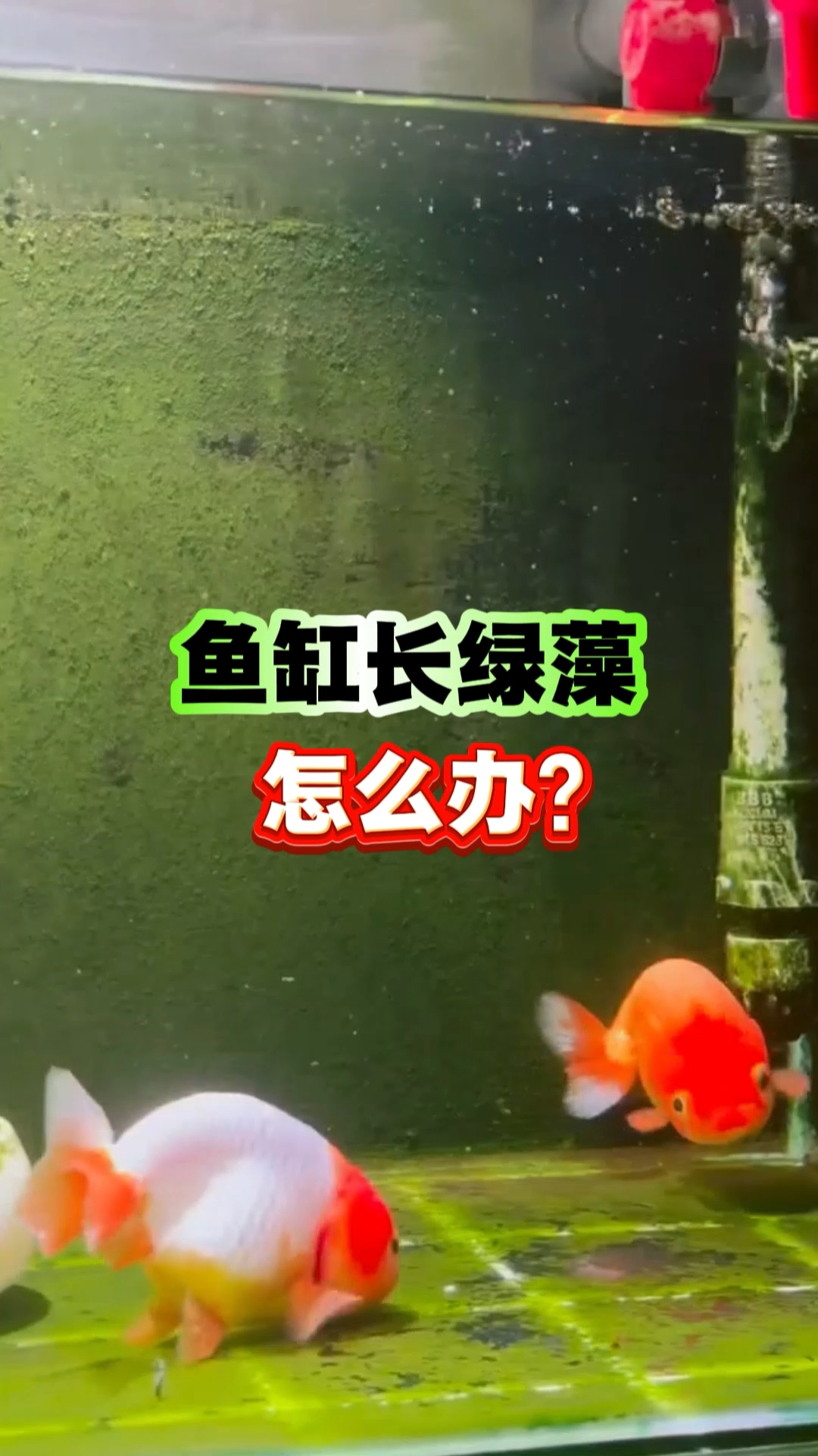 鱼缸长绿藻怎么办?#养鱼人日常##养鱼人必看# #养鱼# #鱼缸# #新手养鱼# #养鱼日
