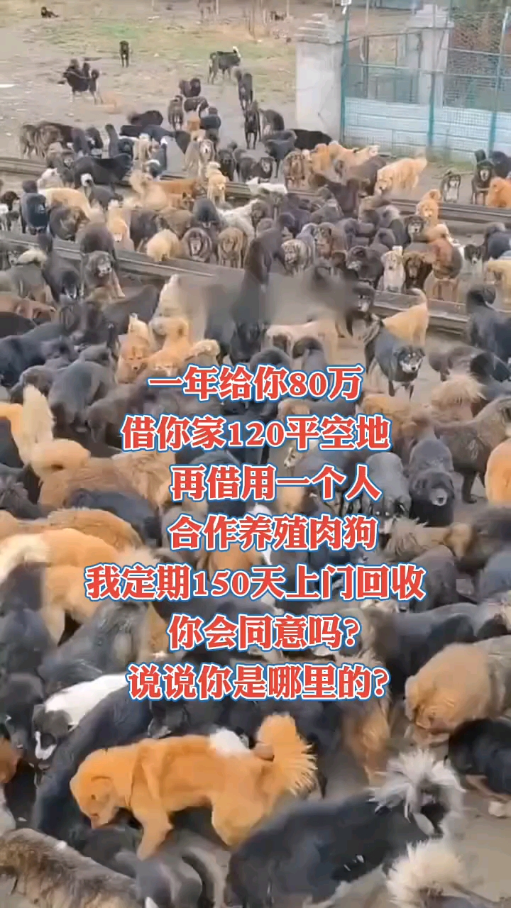 肉狗养殖。五个月出栏。一批5～8万