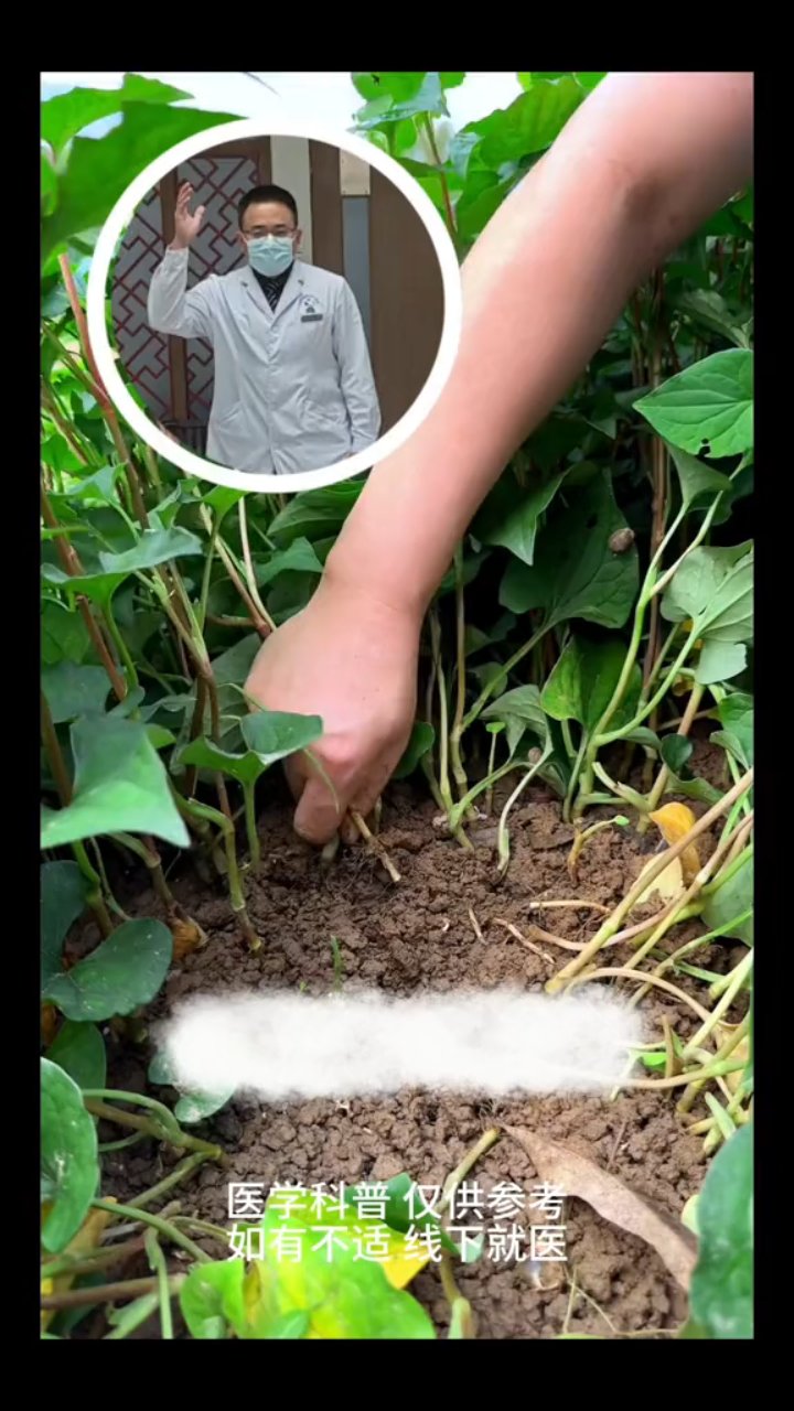鱼腥草消炎三妙用,小病不求人