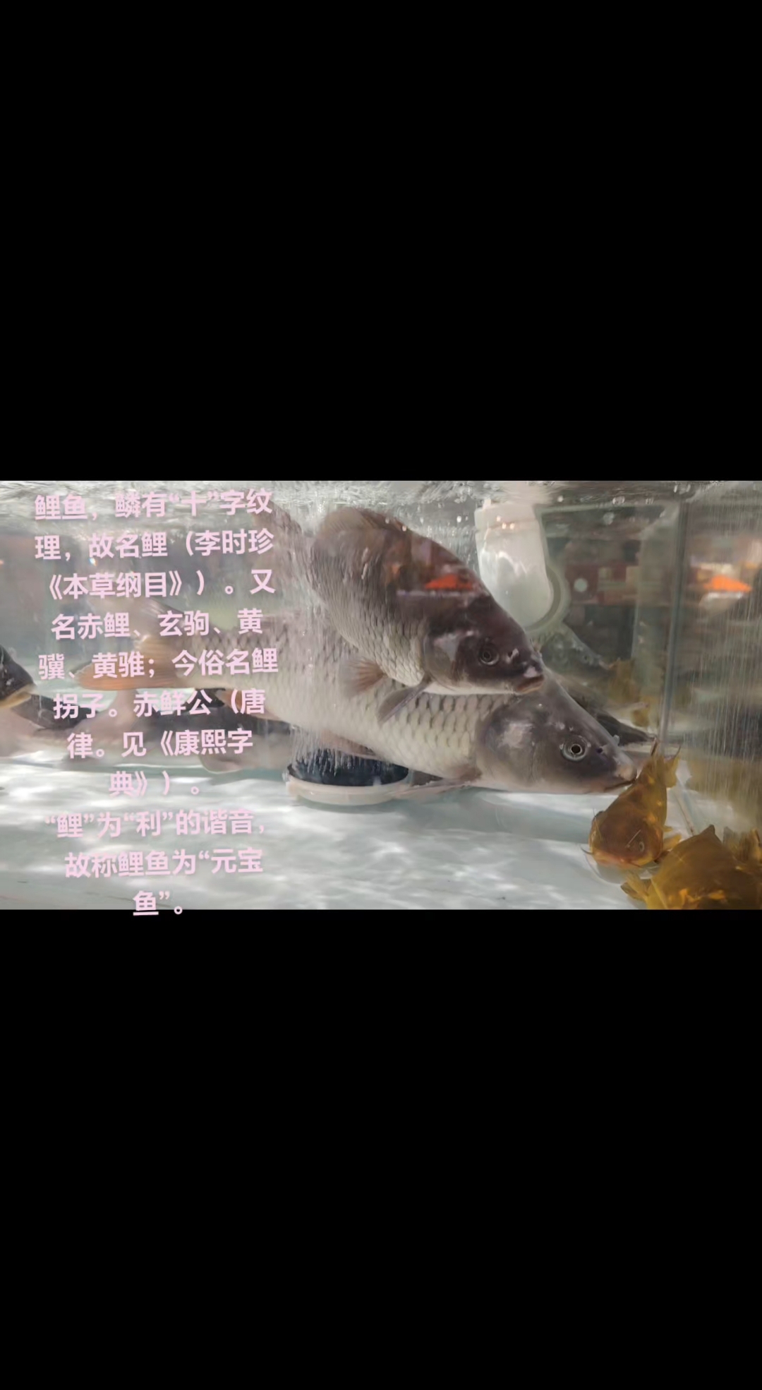 一天到晚游泳的鲤鱼