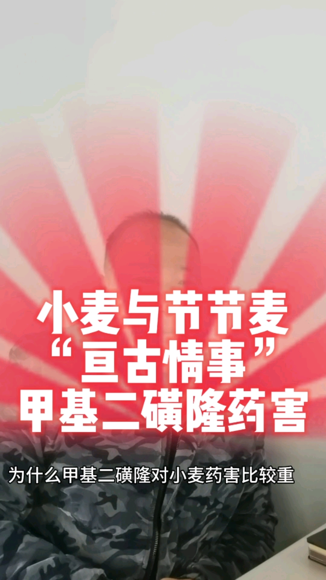 节节麦与小麦的亘古情事甲基二磺隆药害