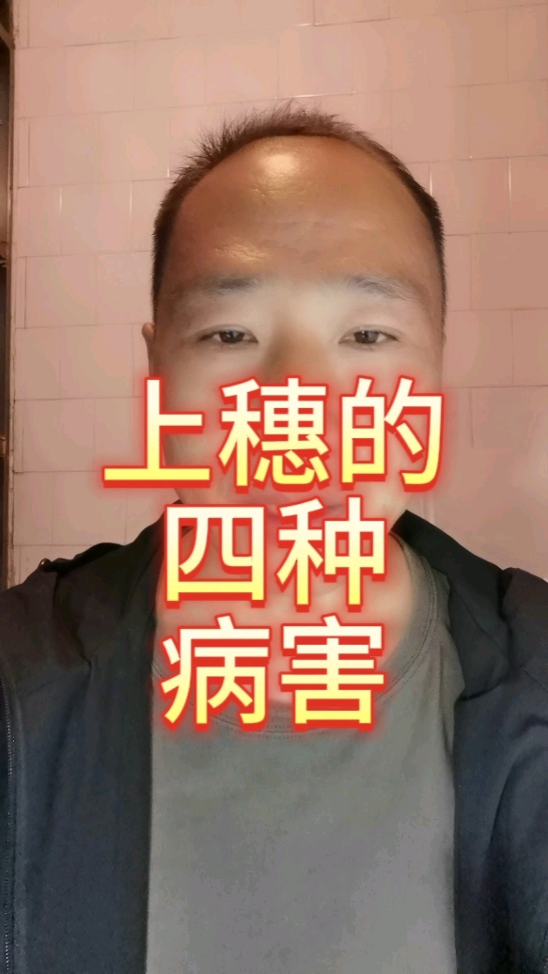 常见上穗的小麦病害#小麦种植管理技术#病虫害防治用药方案