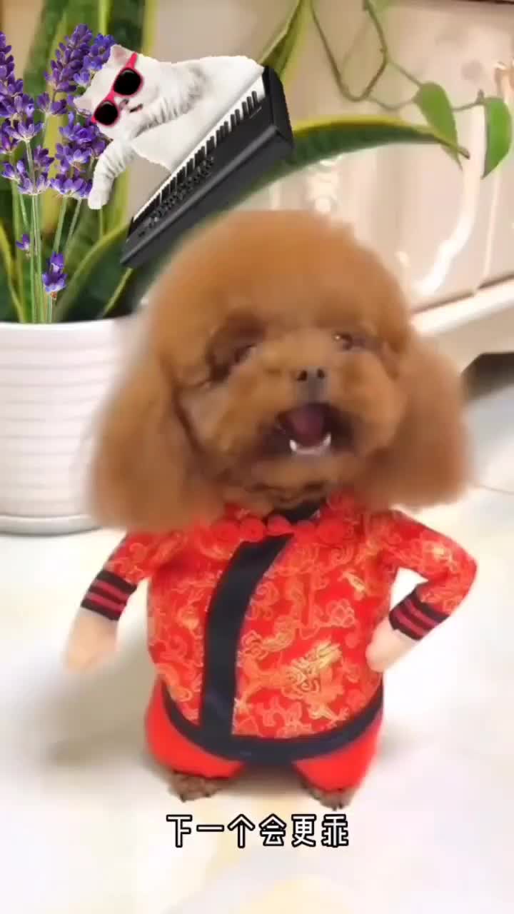 小狗吵架搞笑视频