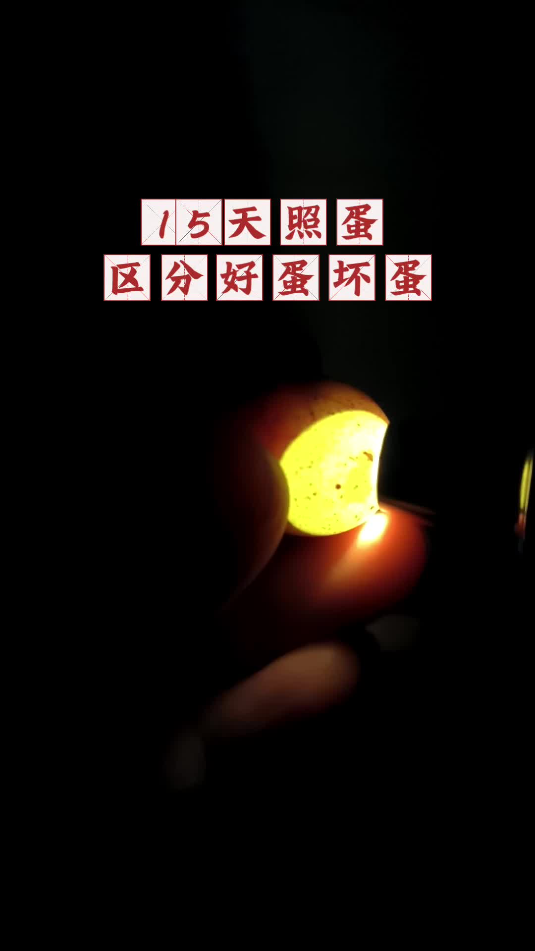 芦丁鸡孵化第15天照蛋啦 教大家怎么区分