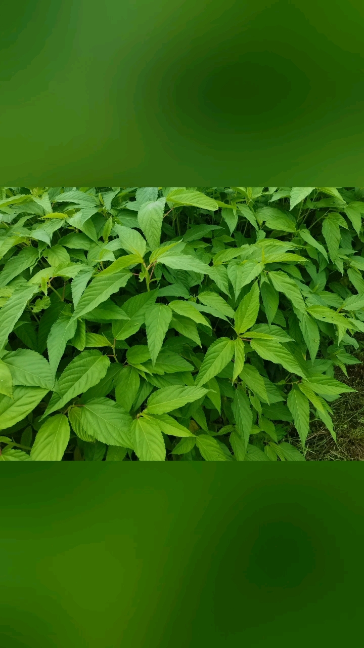 在潮汕炎热的夏天。免不了这道麻叶炒豆瓣酱。配粥,简直是绝配。