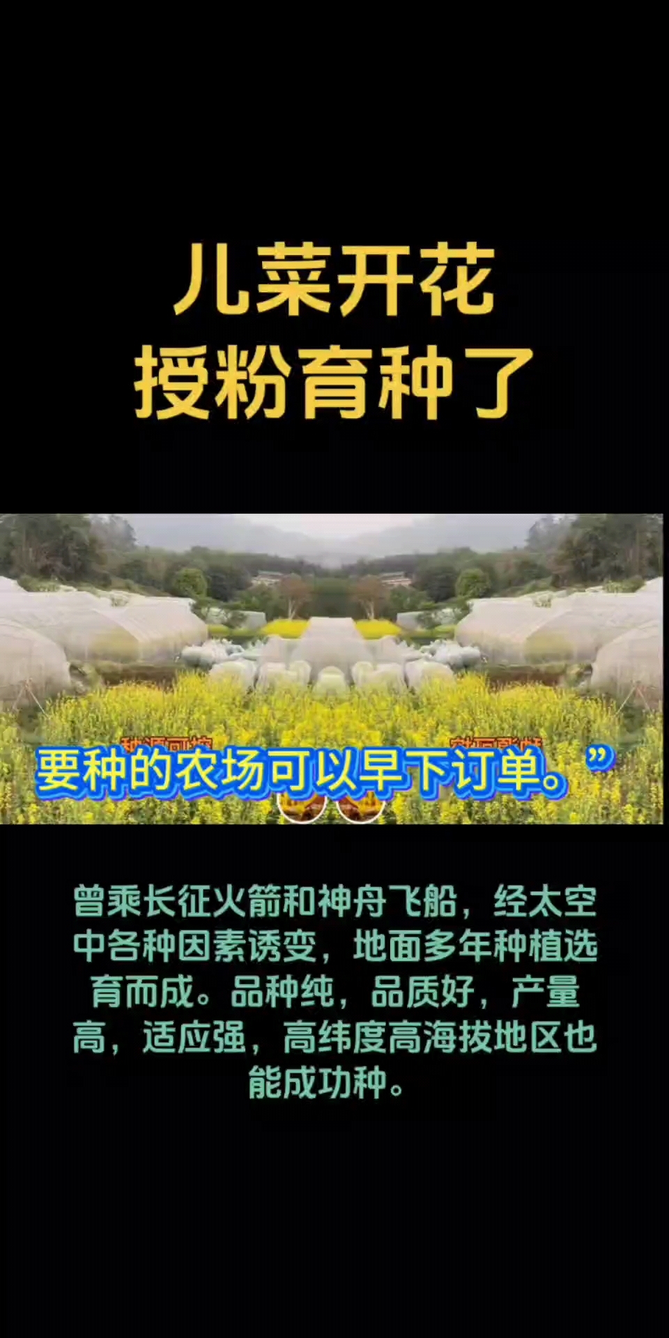 儿菜开花授粉育种了