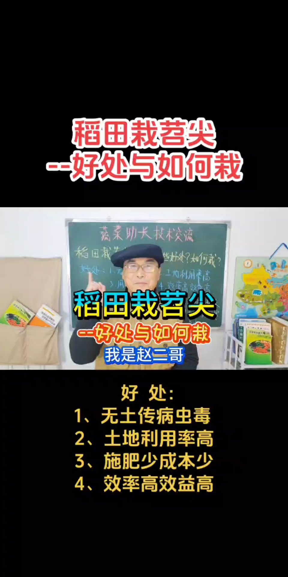 稻田栽苕尖--好处与如何栽