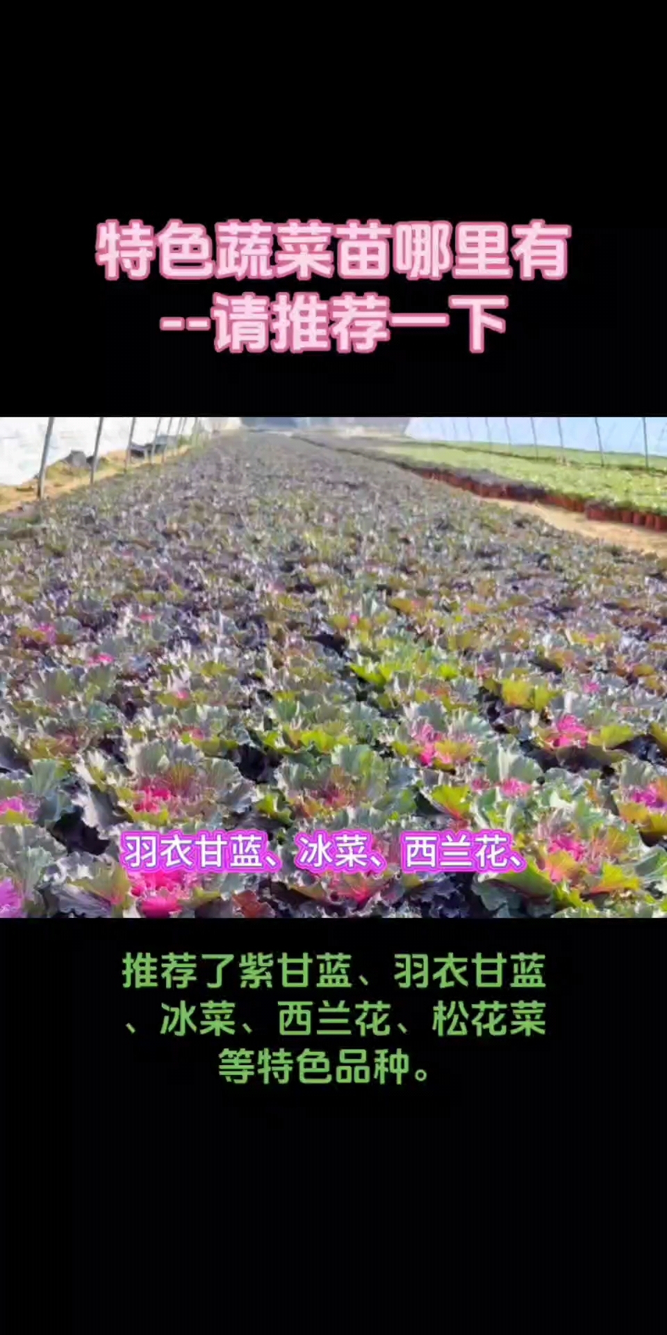 特色蔬菜苗哪里有--请推荐一下