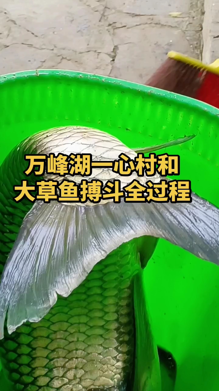 万峰湖一心村罗非王野钓基地#万峰湖# #野钓好去处# #钓鱼# #鱼#