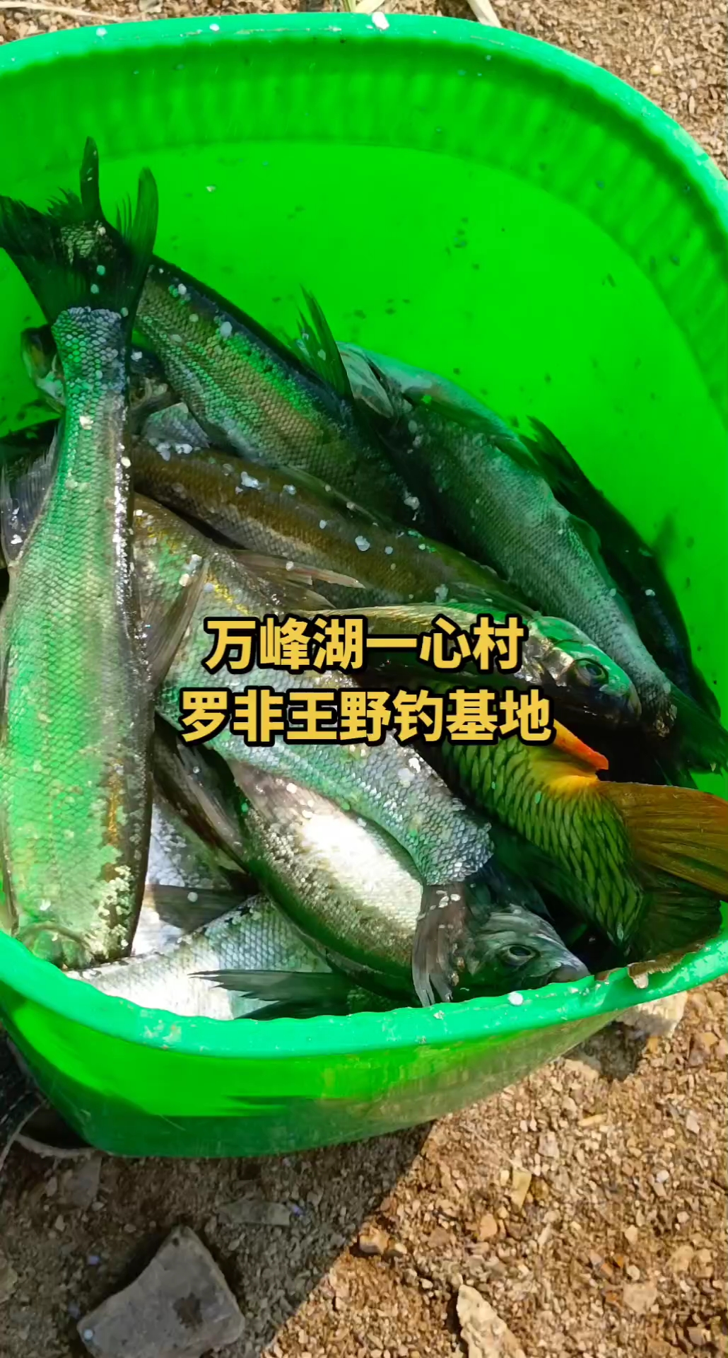 万峰湖钓鱼