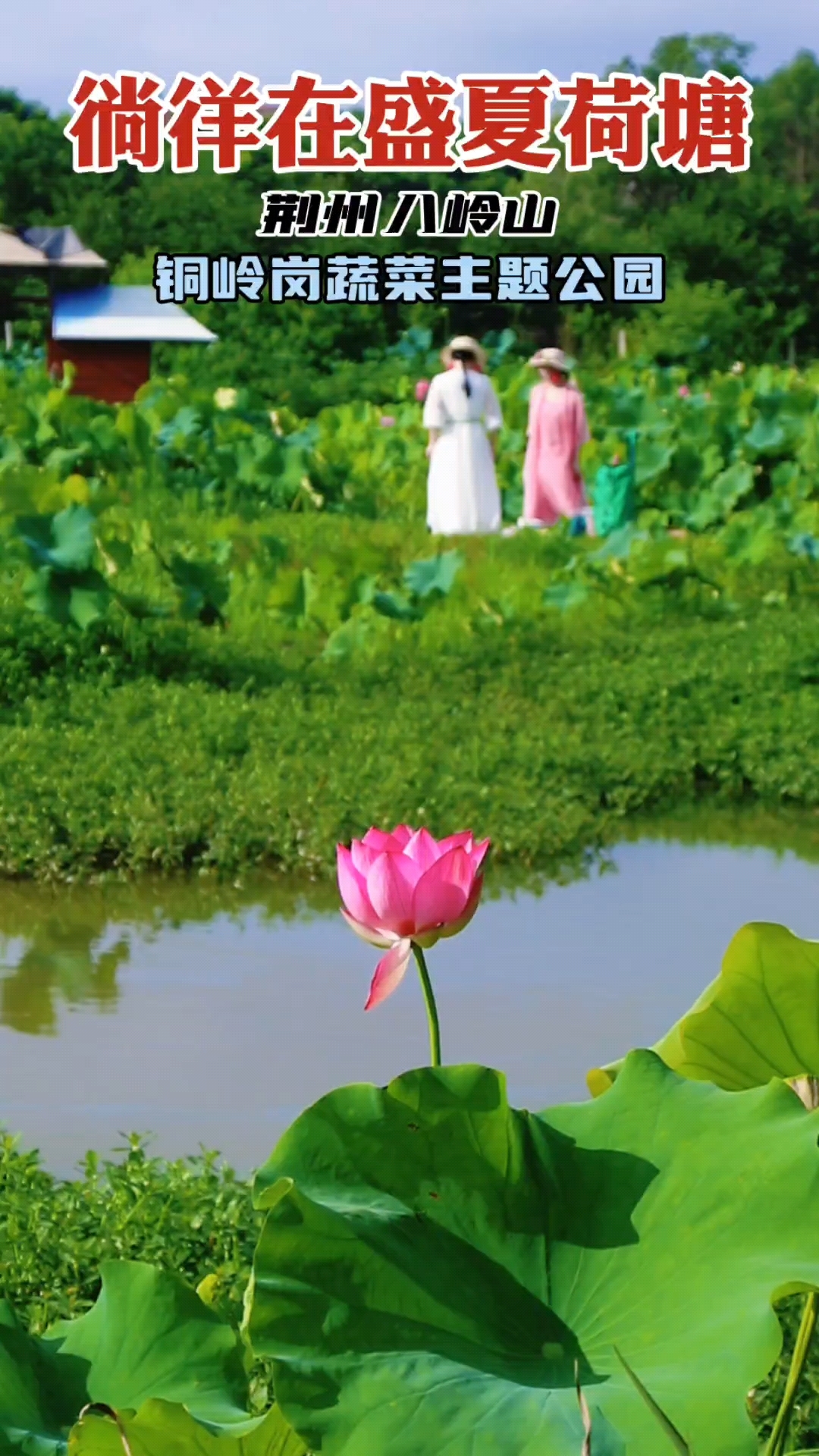 相约荆州八岭山铜岭岗蔬菜主题公园,徜徉在盛夏荷塘