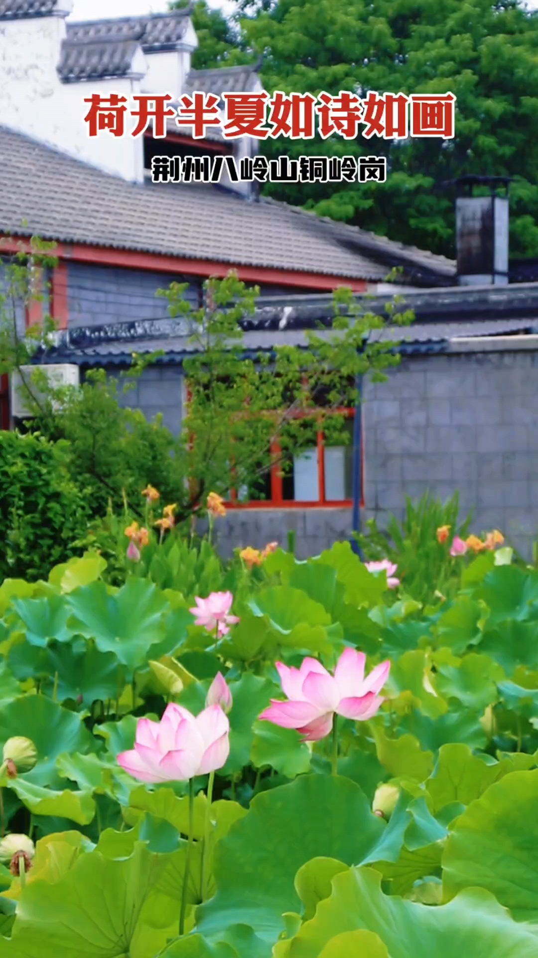 荆州八岭山铜岭岗蔬菜主题公园,花开半夏如诗如画,约你来旅游