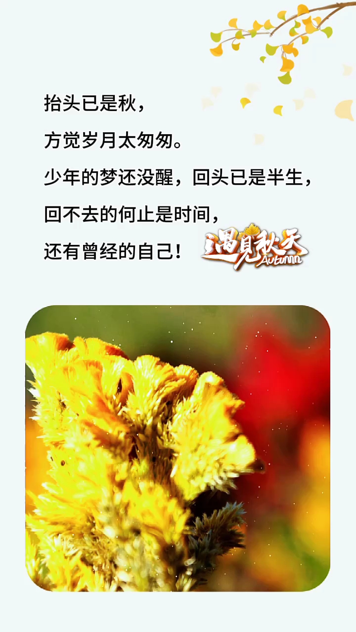 遇见秋天,邂逅凤尾鸡冠花诗意绽放,愿岁月静好所有美好如期而至