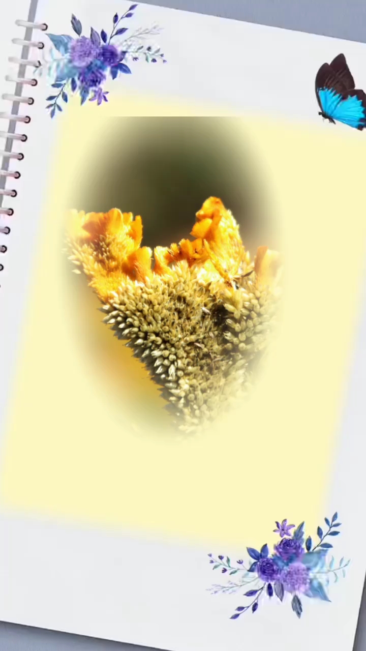 早安!清晨漫步八岭山赏凤尾鸡冠花,开启美好的一天,愿你我安康
