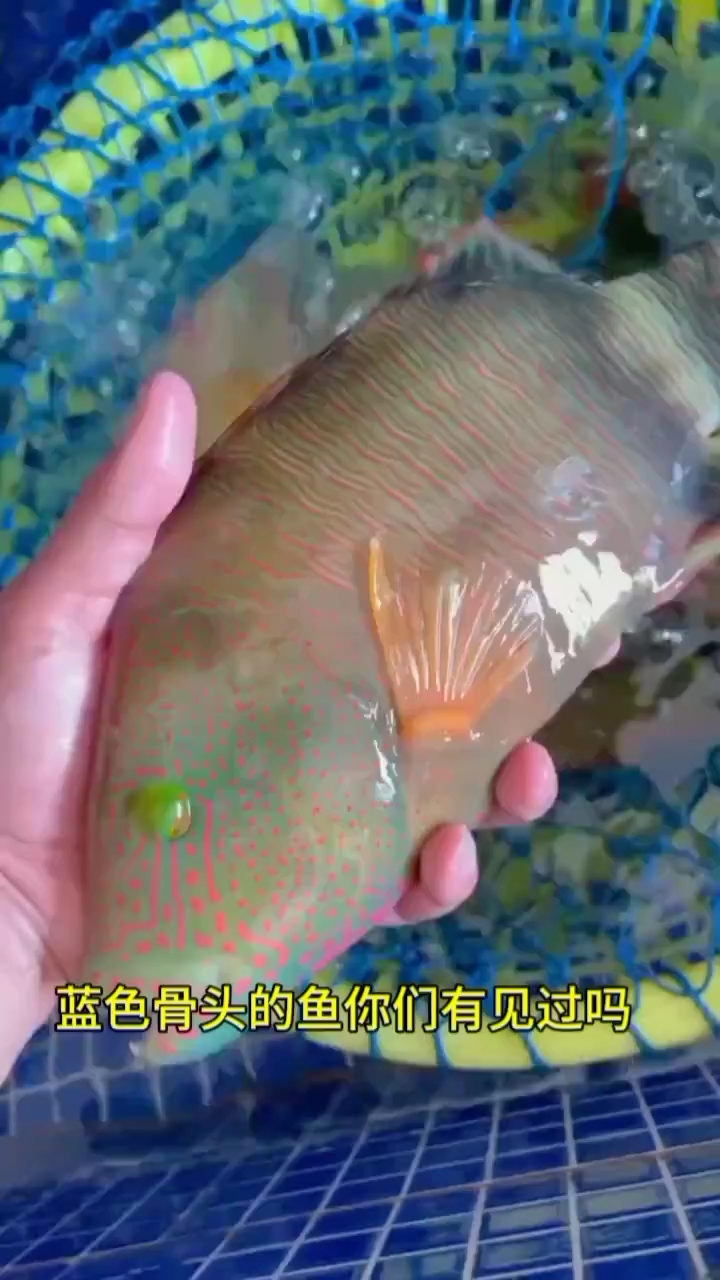 蓝色骨头的鱼,你们见吃过吗?