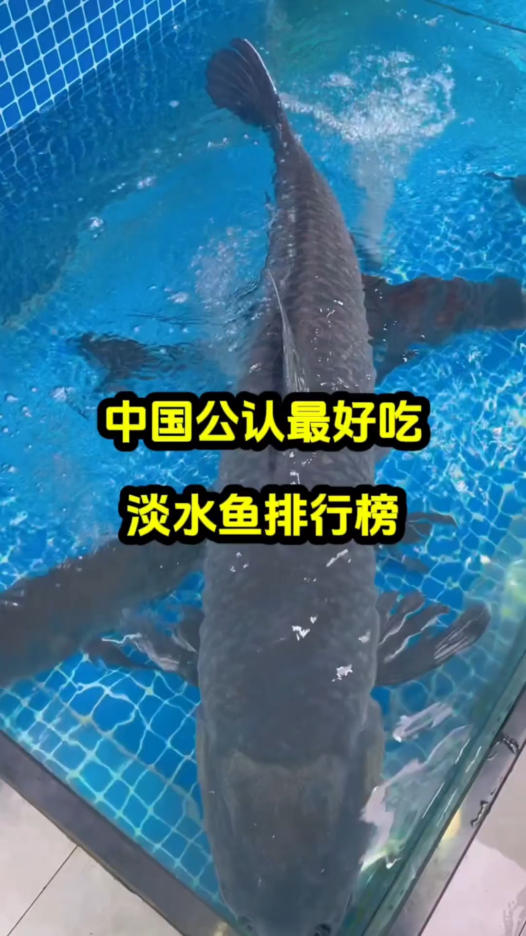 淡水鱼中的王者,中国公认最好吃淡水鱼排行榜!