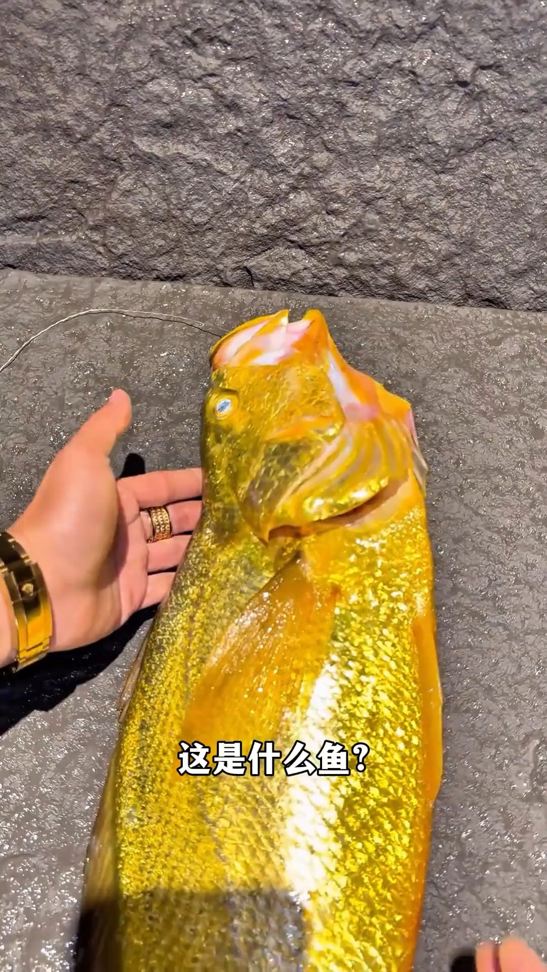 这是什么鱼?中国公认最贵的淡水鱼一条比一条贵!