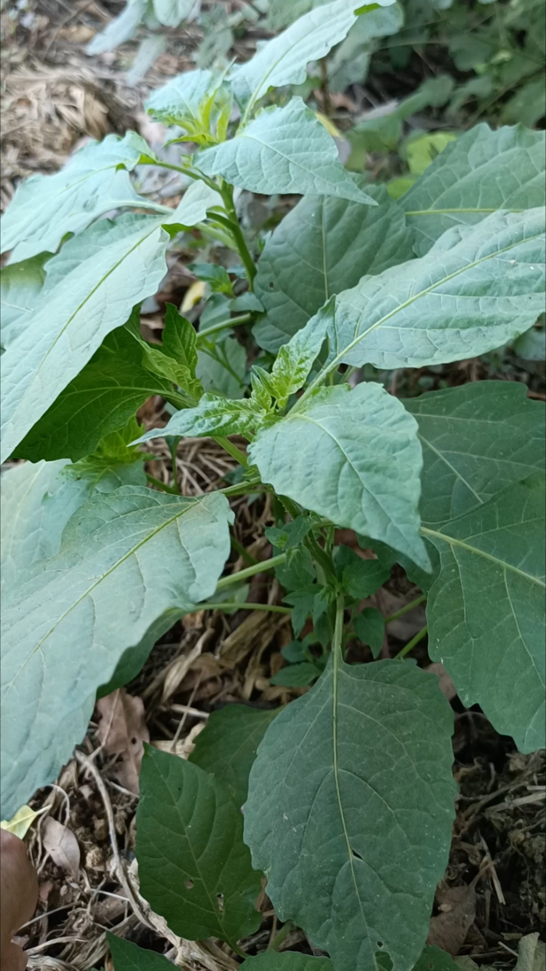 广东广西人喜欢吃的龙葵菜,又叫白花菜,你喜欢吃吗?清热解毒