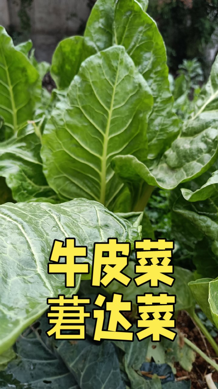 牛皮菜也叫莙达菜,曾经家家种植来喂猪,如今很少人种了,吃过吗