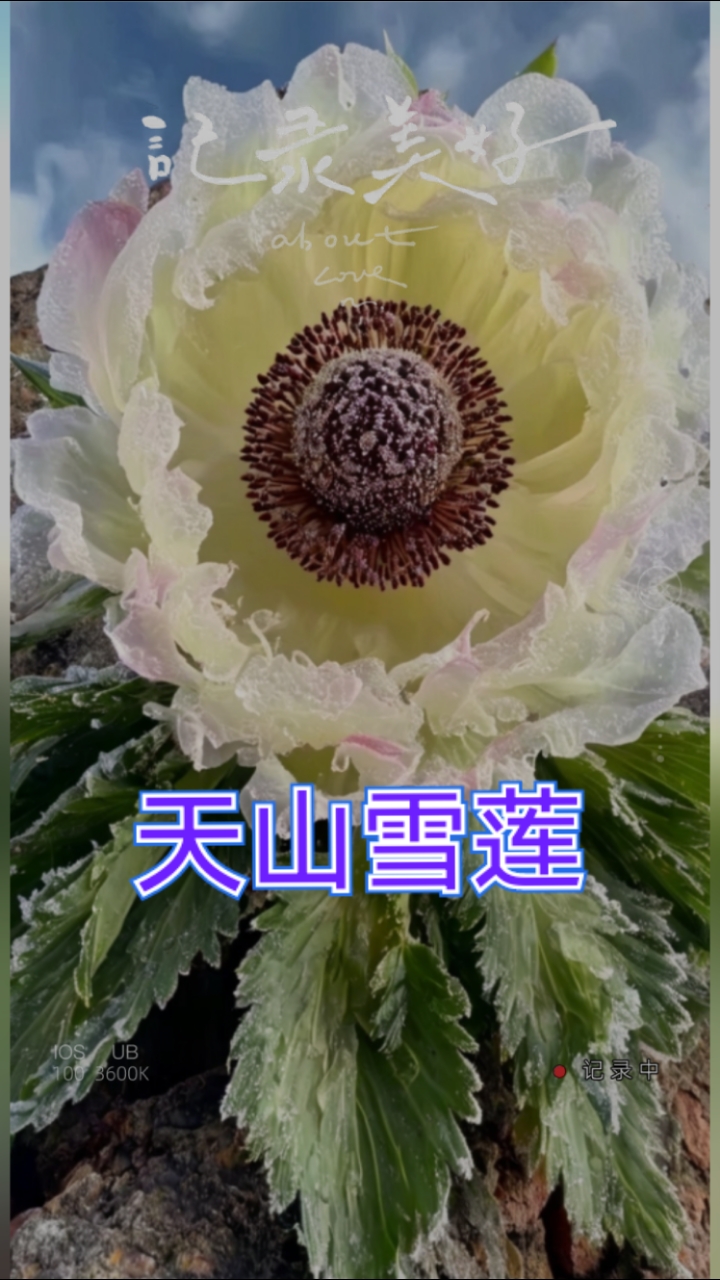 天山雪莲手机壁纸神图壁纸#超高清壁纸#花开富贵#见者吉祥安康