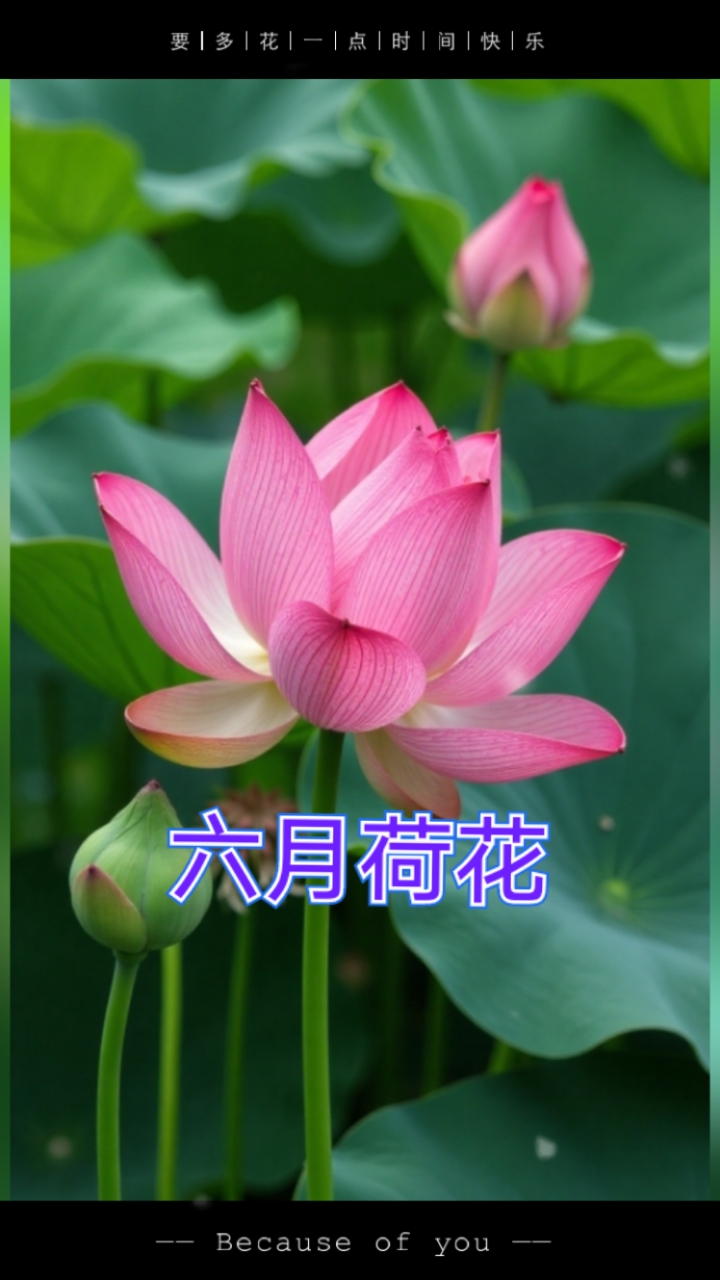 六月荷花手机壁纸#花神西施#西施泛舟莲、鱼群绕舟游倒影荷塘中