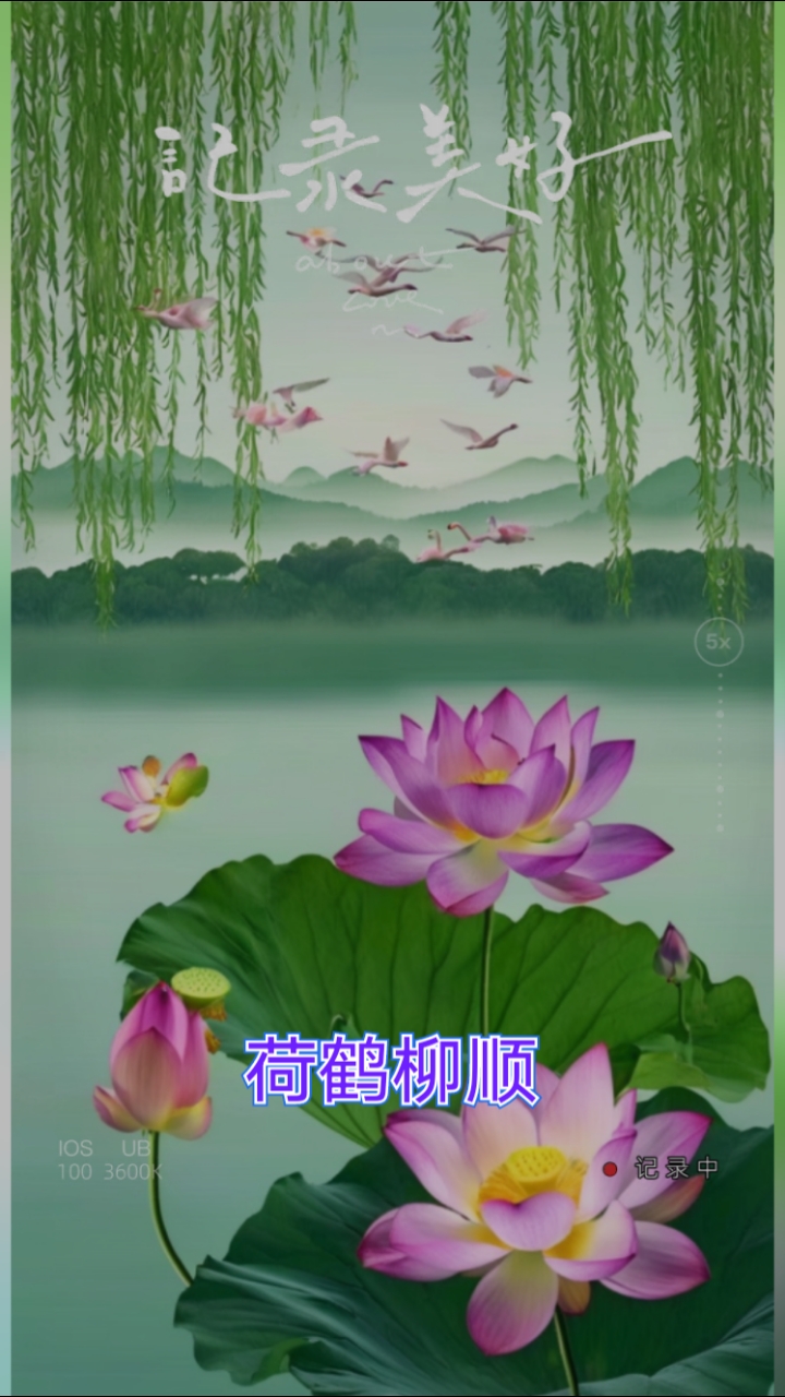 荷鹤柳顺手机壁纸神图壁纸#荷塘景色美#见者让人醉#好运永相随