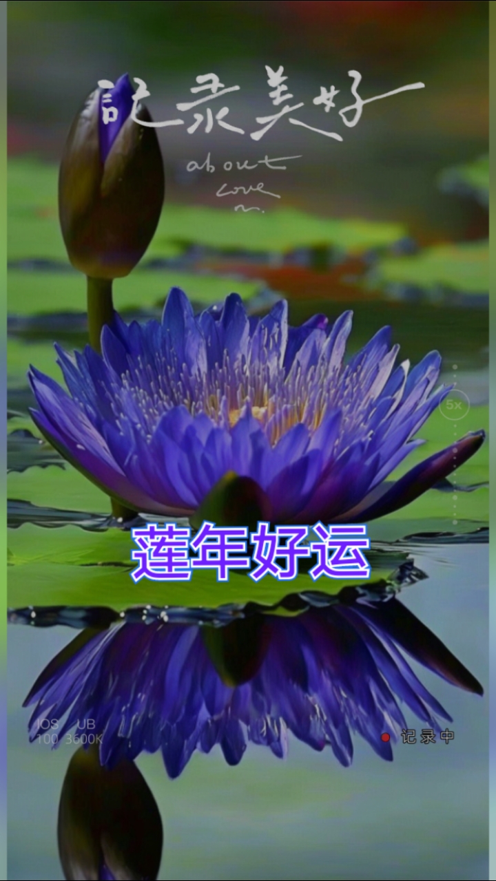 莲年好运手机壁纸神图壁纸#超高清壁纸#见者吉祥安康#幸福美满