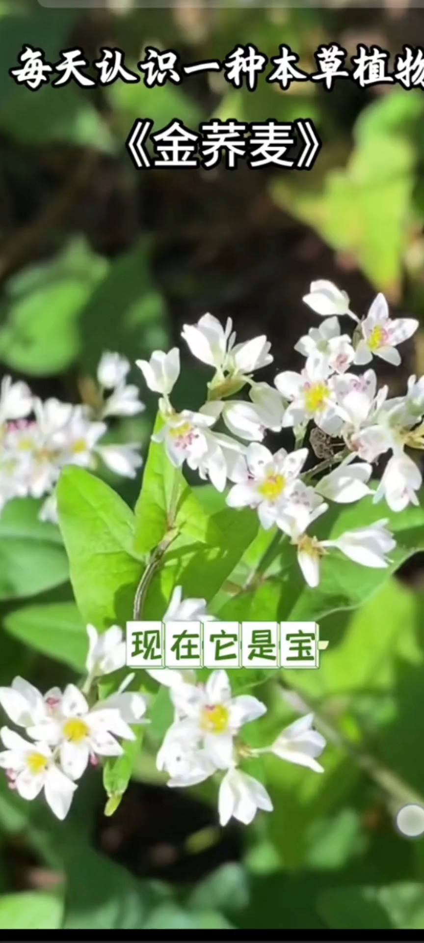 本草纲目 金荞麦的妙用