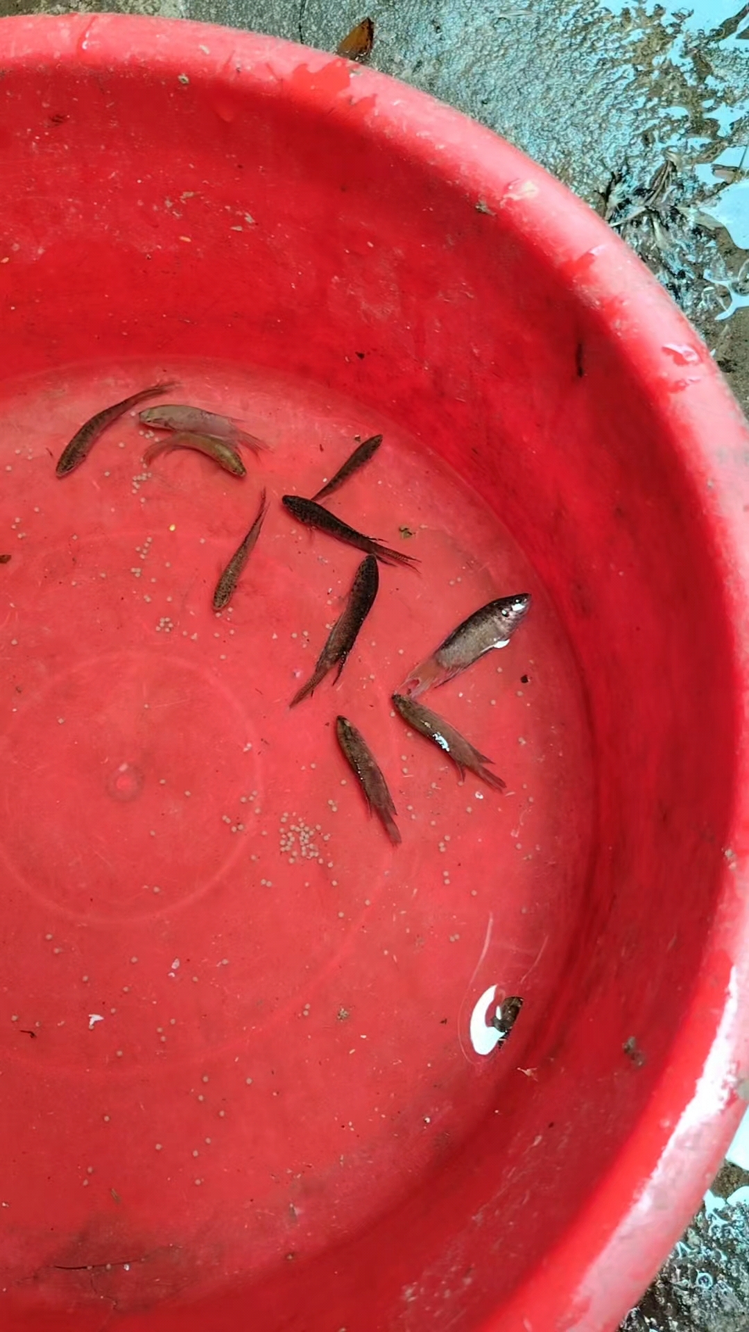 今天早上搞的野生庞皮婆