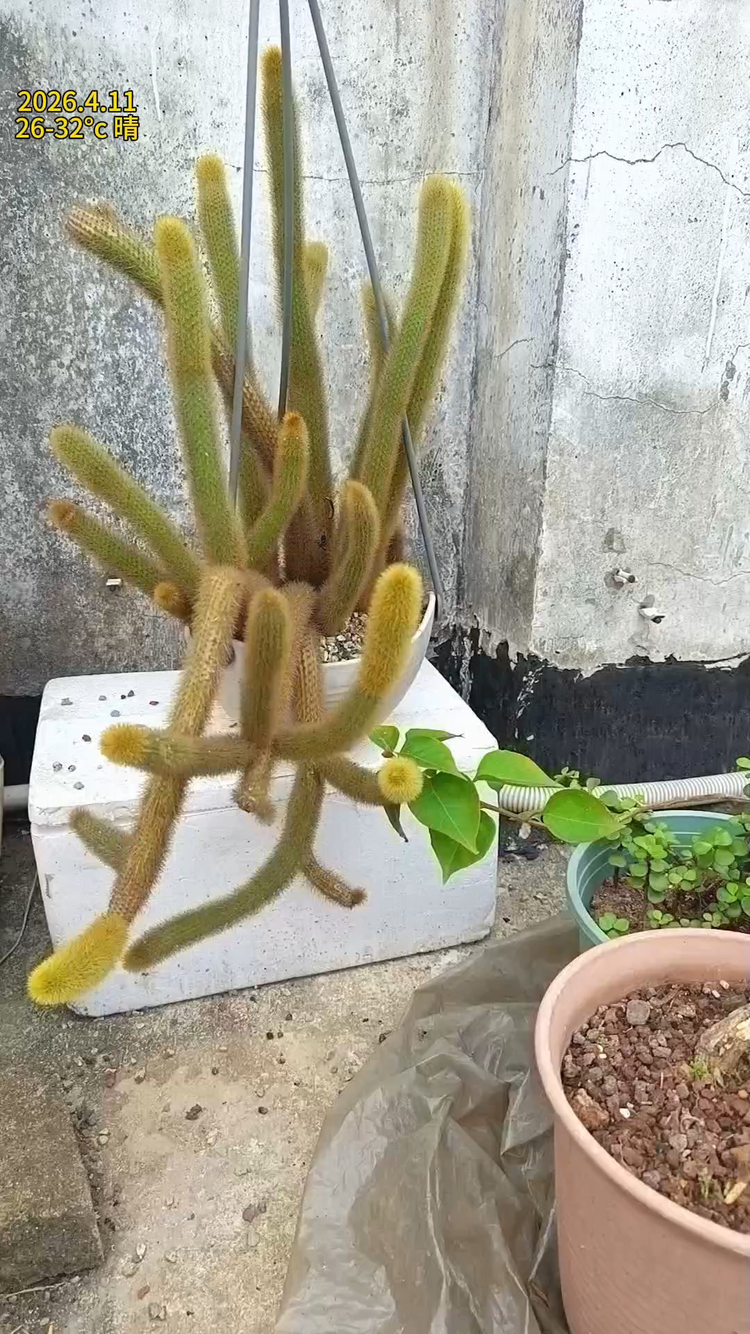 给垂挂的黄金条换一个高盆#多肉植物#