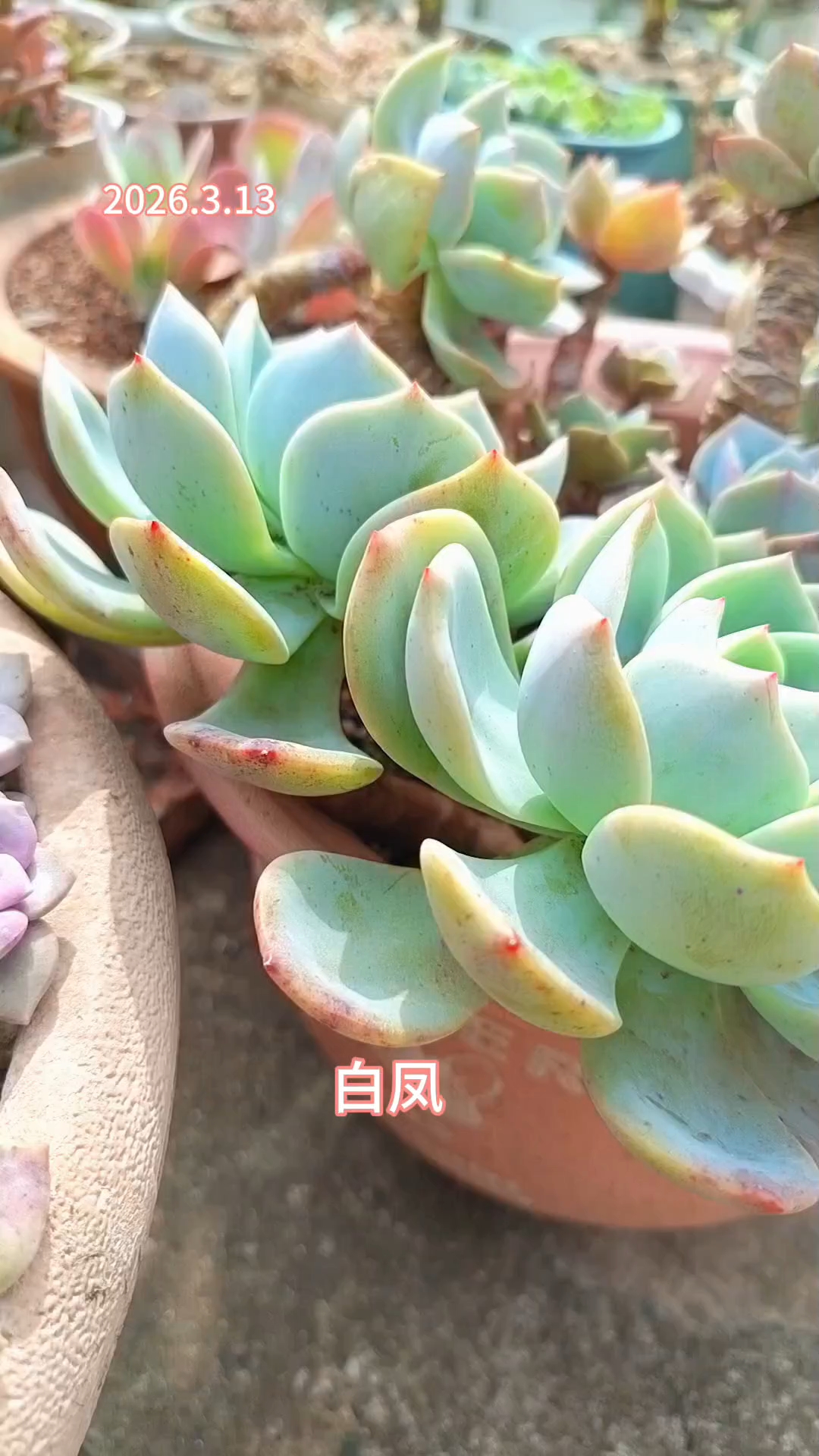 这些多肉品种之所以越种越多，完全是因为它们太好度夏了#多肉植物#