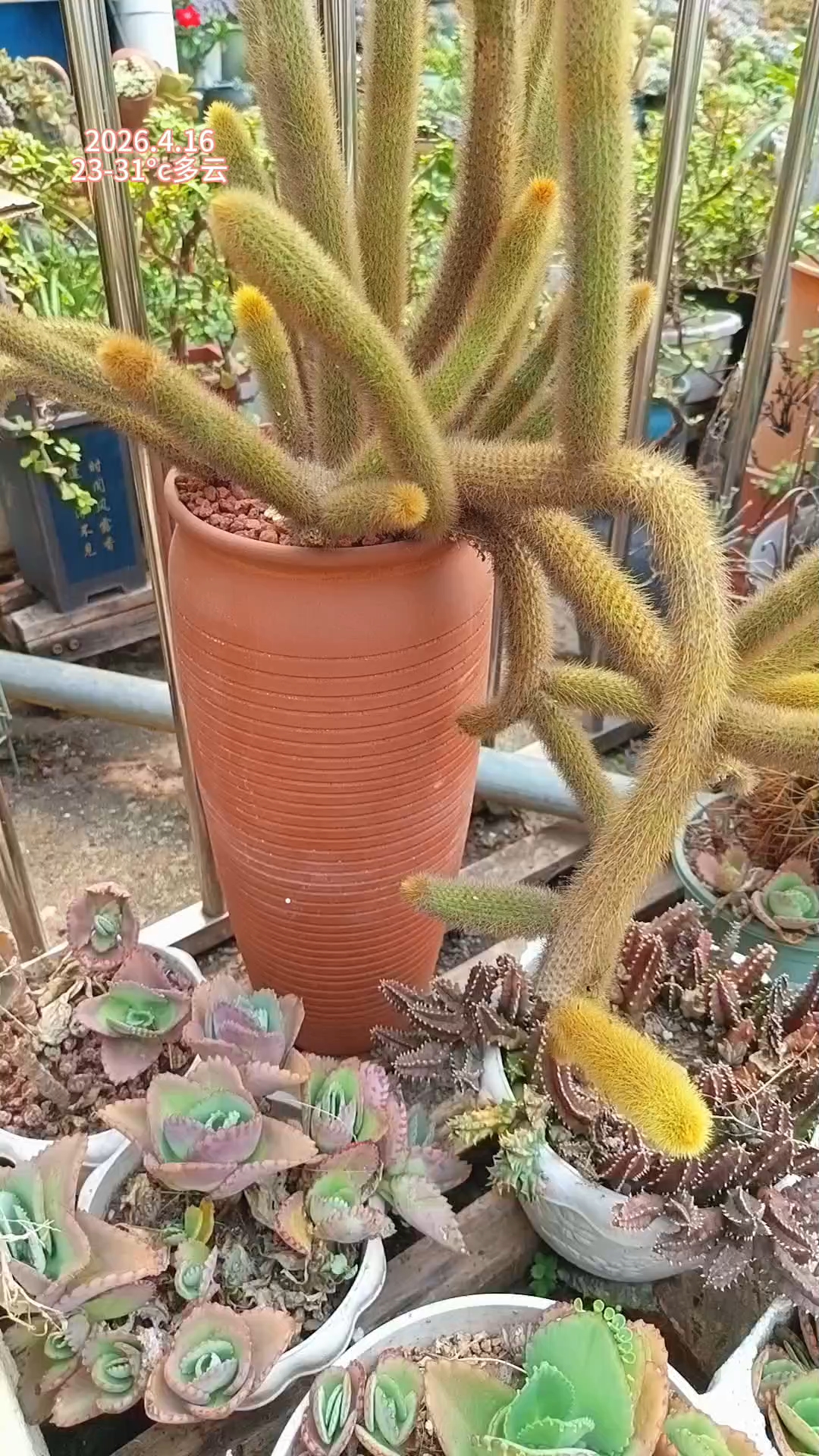 冒花苞了!黄金条换盆五天效果立竿见影#多肉植物#