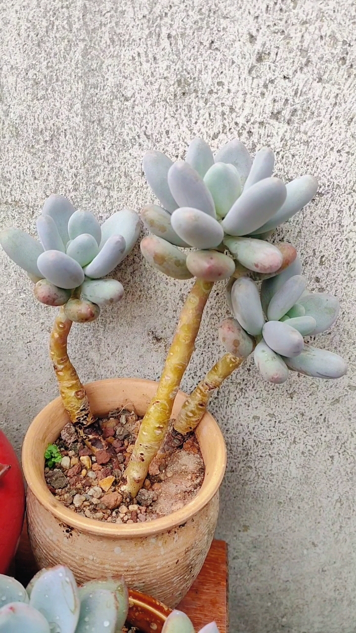 俺家三大美人～桃美人,胖美人,冬美人