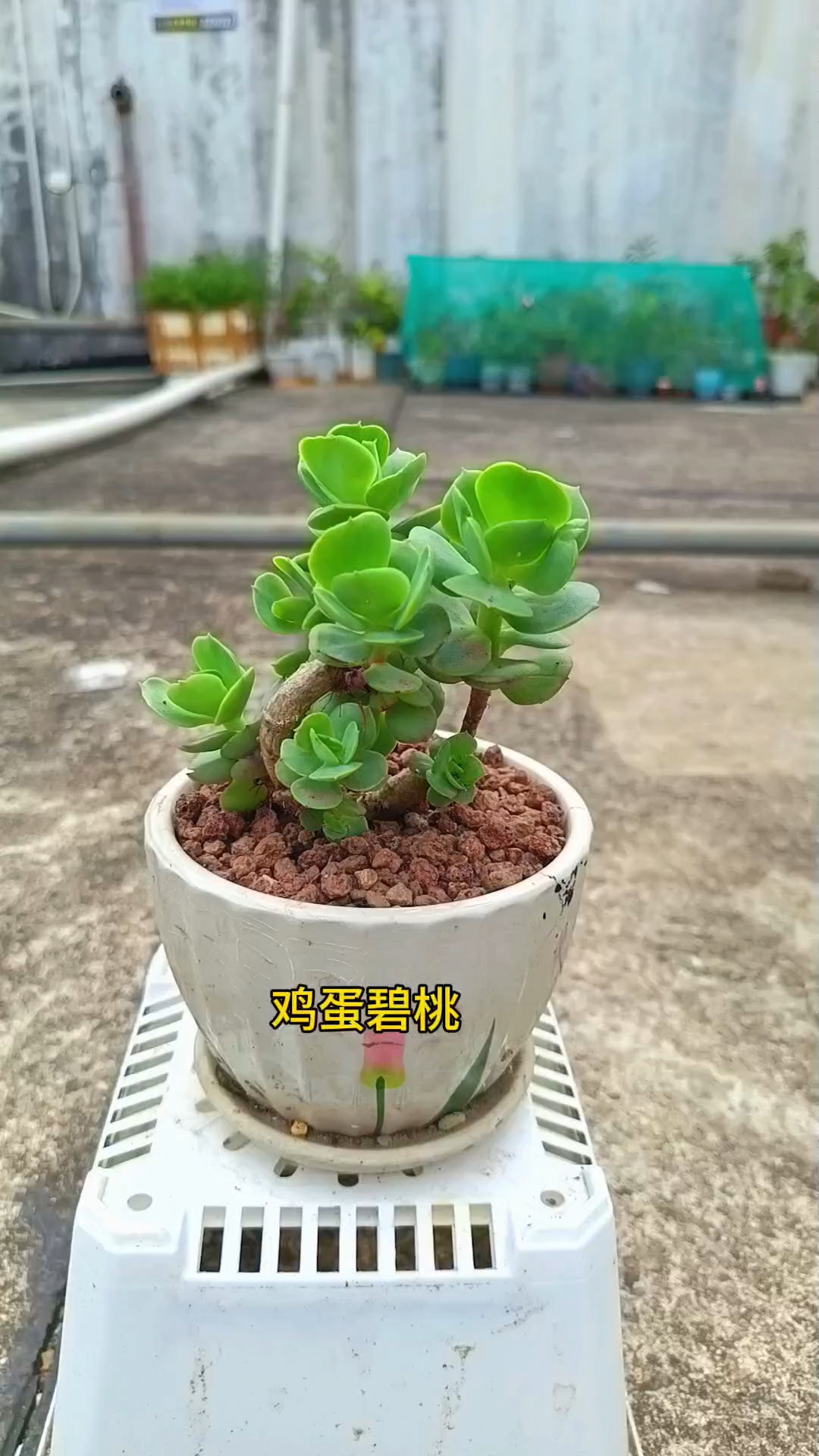 经典多肉品种之碧桃，喜强光，易徒长，爱爆崽#多肉植物#