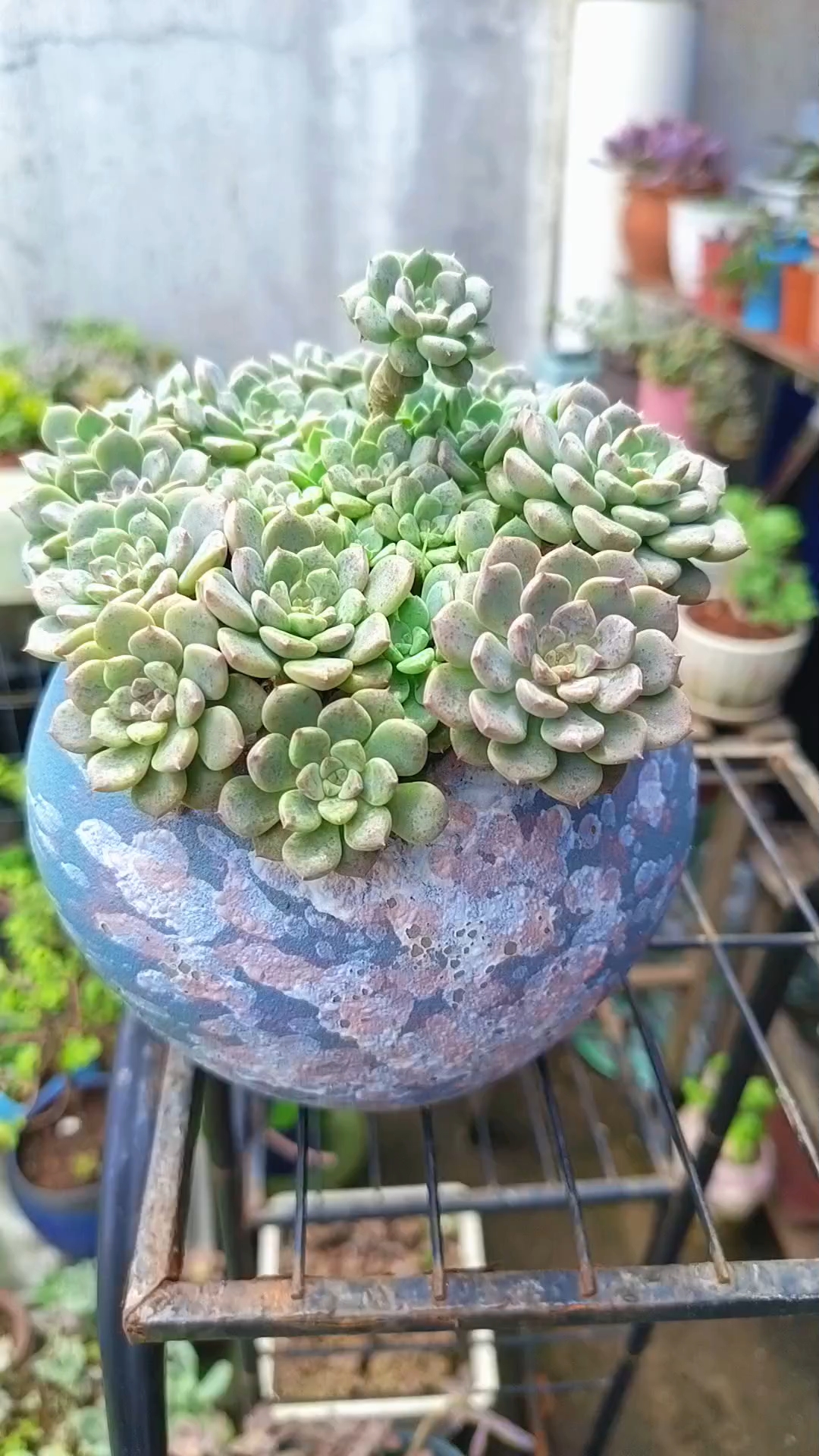 一盆密不透风的粉布偶#多肉植物#