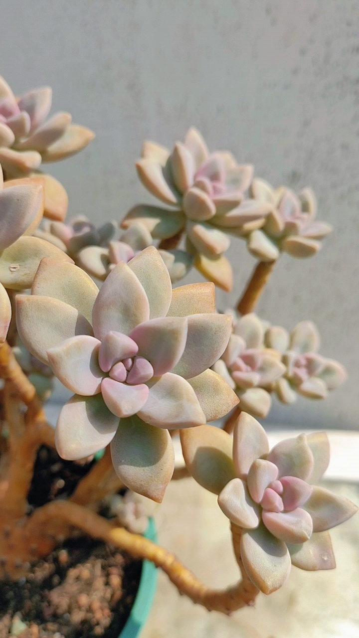 这是楼顶露养唯一幸存的锦类多肉～淡雪锦