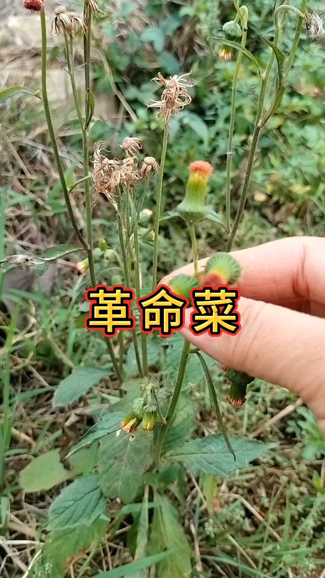野茼蒿菜,你吃过吗