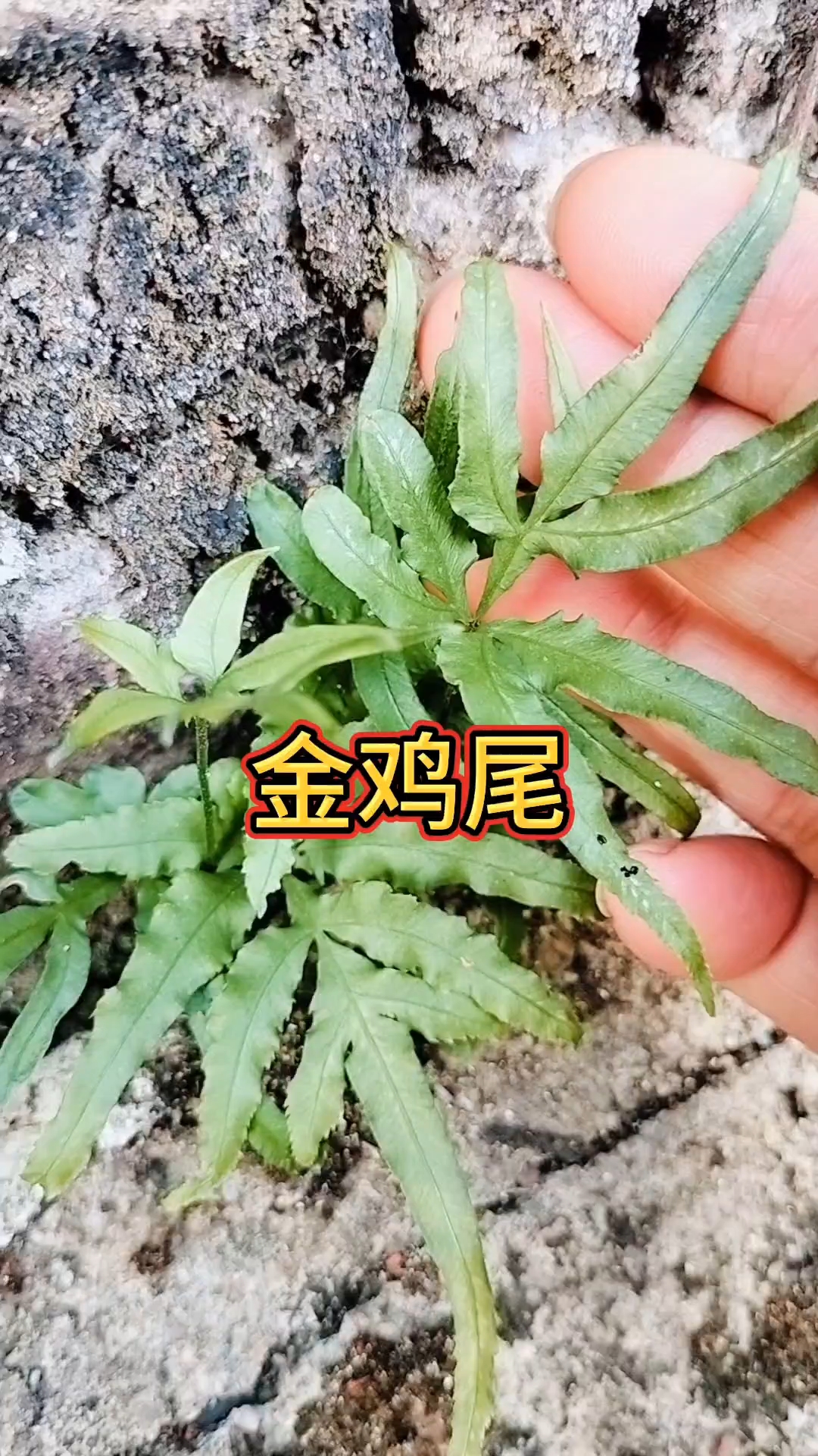 这种植物厉害了墙缝里也可以生长