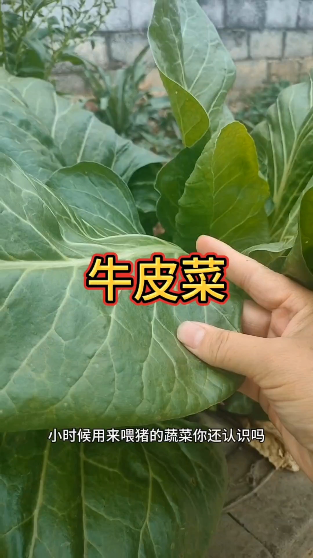 你吃过这种蔬菜吗
