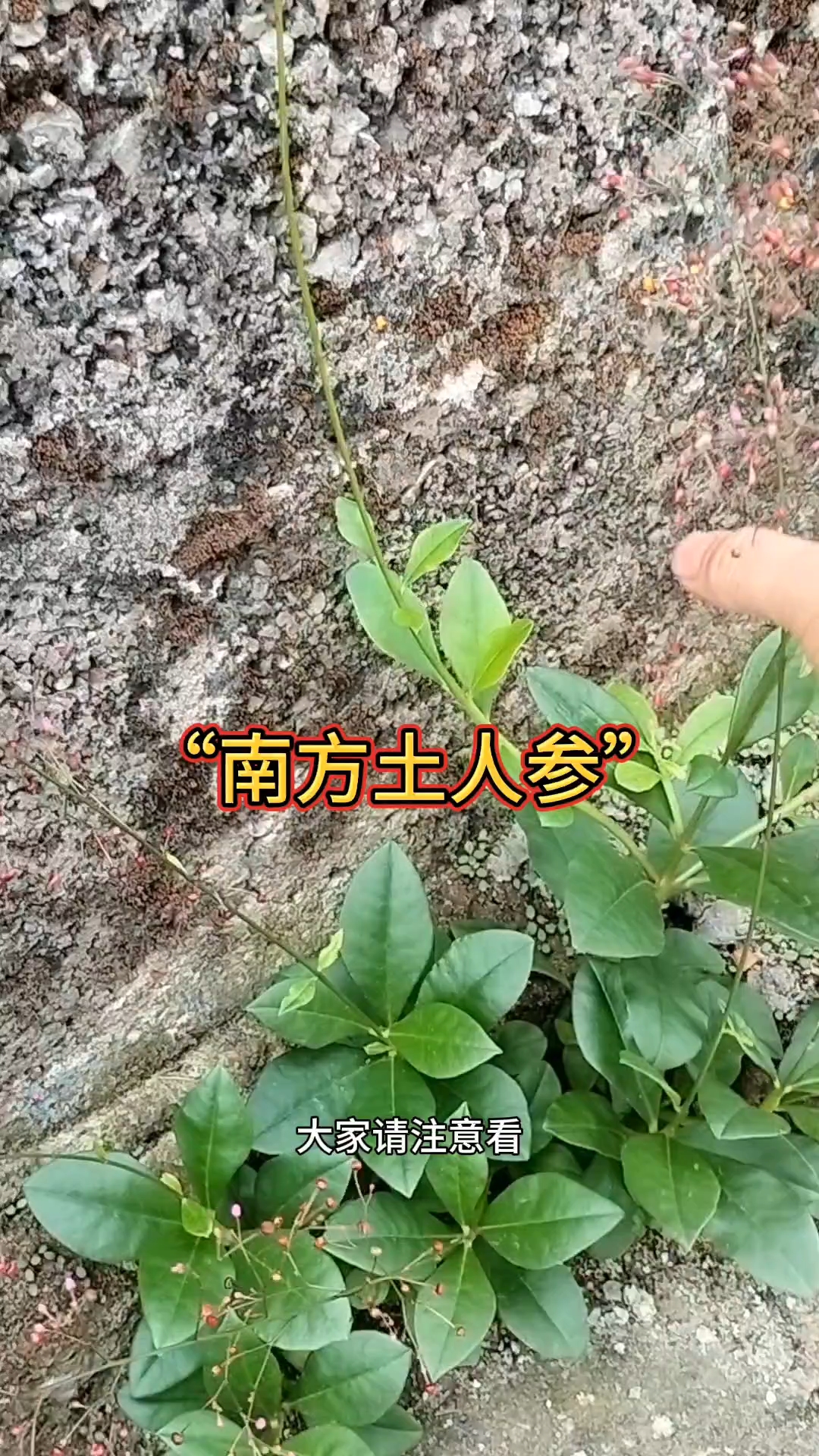 这种植物厉害了墙头缝里也能生长