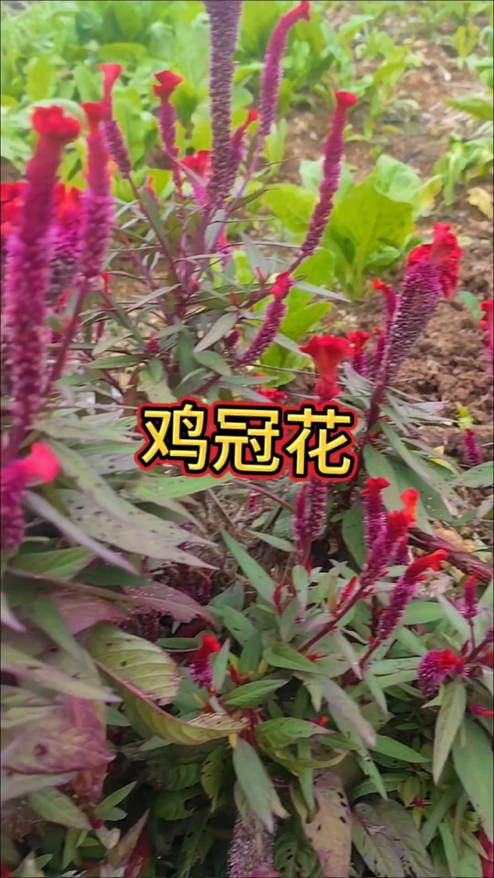 你知道鸡冠花吗