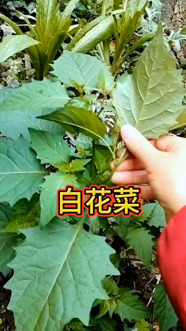 菜园里的这种植物千万不要当杂草除掉,它就是白花菜