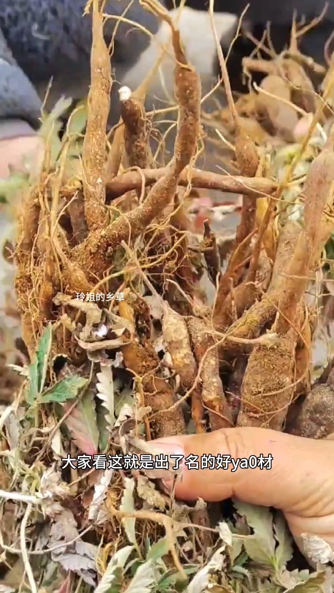 你家乡还有“鸡腿参”吗?